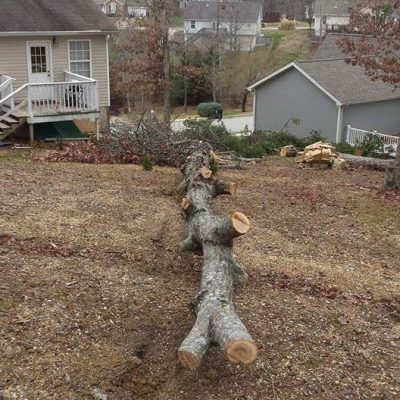 Tree-removal-service