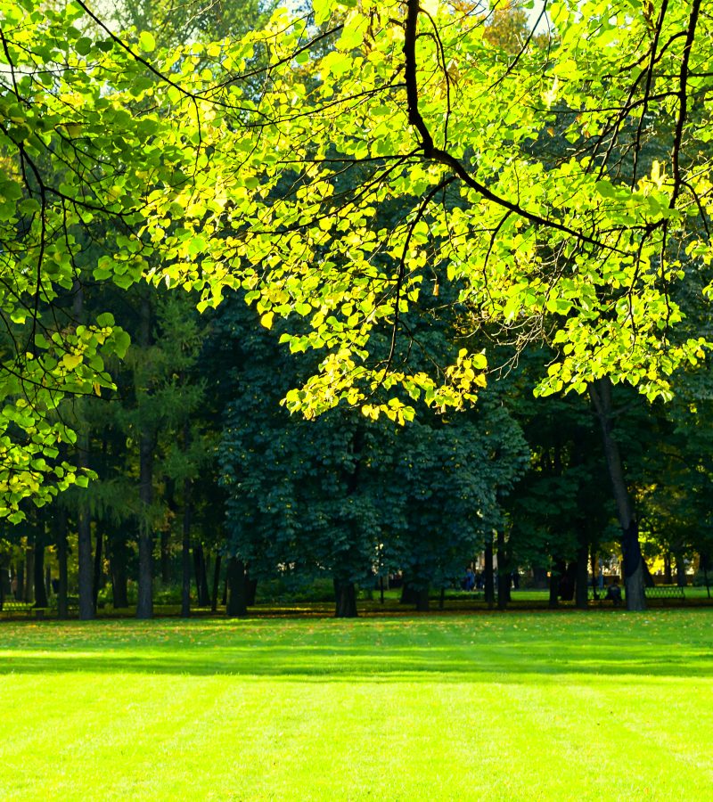 Spring landscape. Green branches of spring park trees in spring sunny day. Sunny spring park with colorful spring green trees. Spring background, bright spring nature