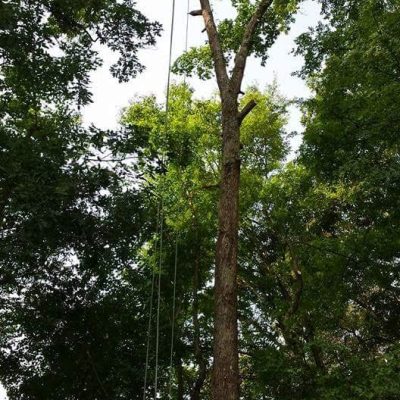 tree-trimming-company
